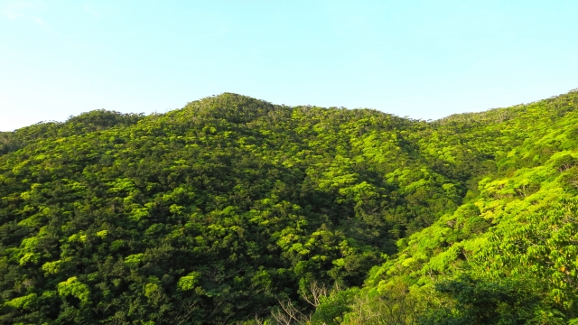 沖縄北部やんばるの森ガイド付き体験ツアー- 沖縄ツアーズ