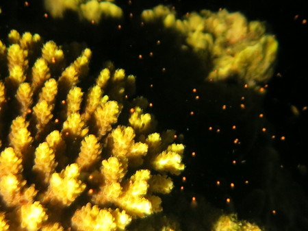 【沖縄・砂辺周辺】4月〜6月限定開催！神秘的サンゴの産卵ナイトファンダイビング