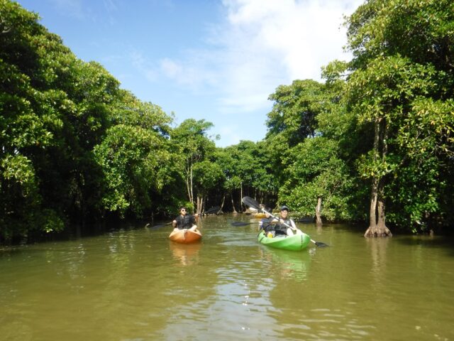 マングローブカヤックを楽しむグループ