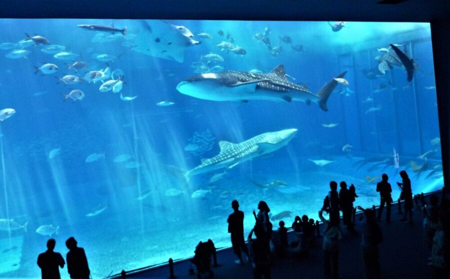 超定番スポット！美ら海水族館！青の洞窟・恩納村エリアからの行き方、アクティビティを徹底ガイド