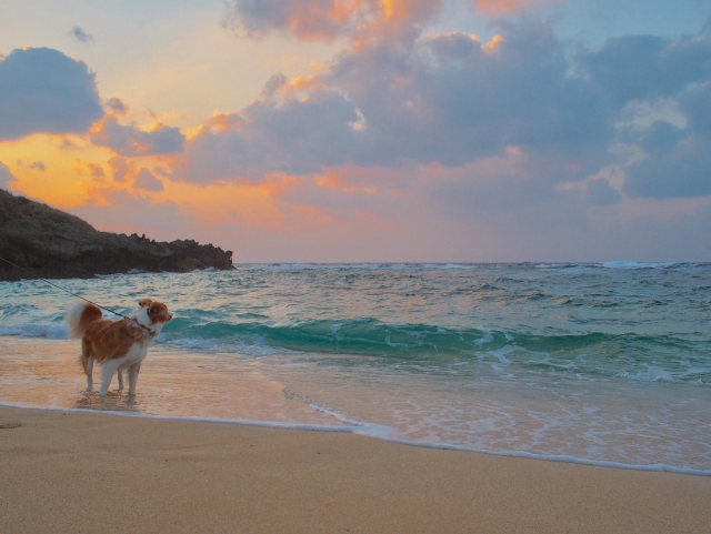 ロマンチックで幻想的な時間を！沖縄本島サンセットツアー
