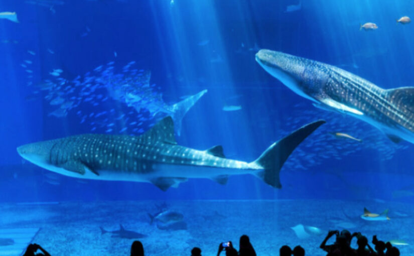 ジンベエザメに会える美ら海水族館！見どころ・料金・アクセス・周辺観光情報まで完全ガイド