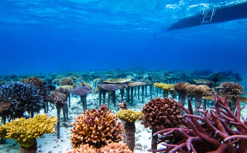 恩納村で見られるサンゴ礁