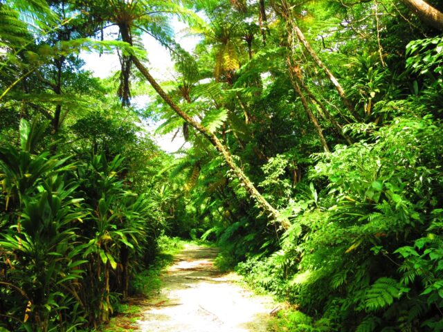 【沖縄・名護市】家族みんなでジャングル探検！わくわくリバートレッキングツアー《ツアー写真無料プレゼント付き》