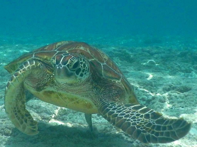 沖縄本島でウミガメと一緒に泳ごう！高確率で会えるウミガメの種類やスポットを紹介