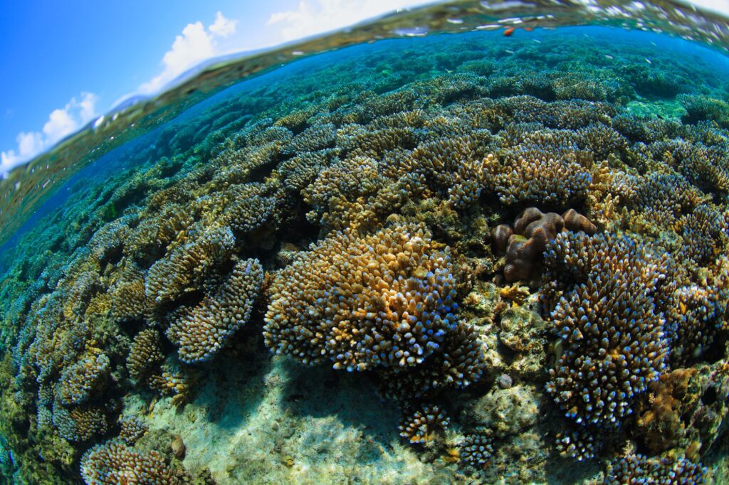 沖縄・恩納村に生息するサンゴ礁