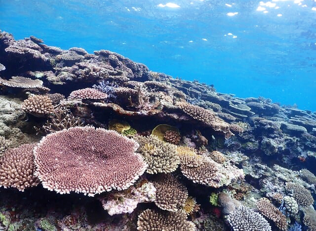 ダイビング中に見れるサンゴ