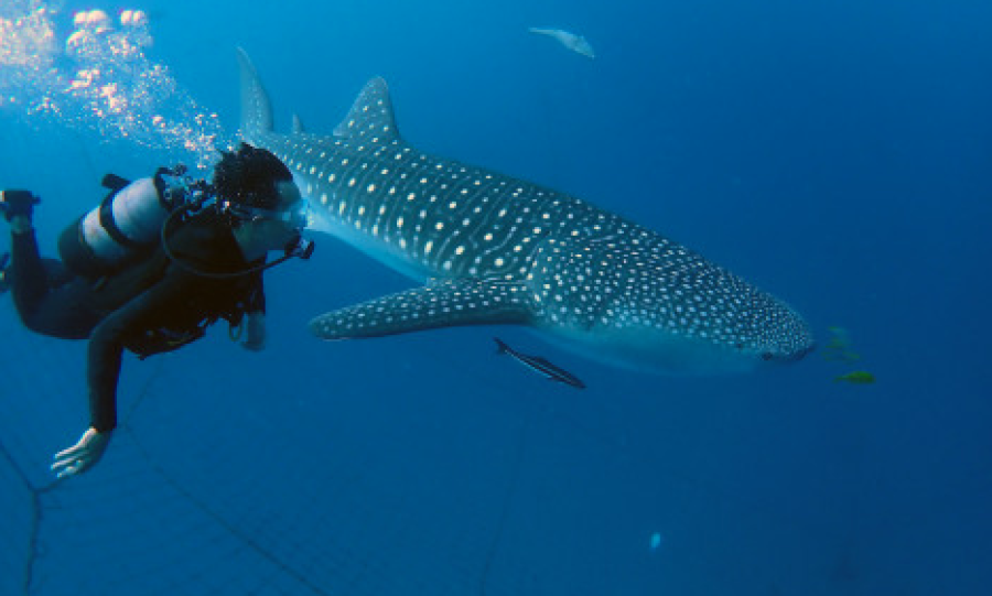 沖縄で見られるジンベエザメ