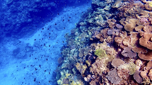 熱帯魚と出会える沖縄の海！カラフルな世界に感動すること間違いなしの人気ツアーもご紹介