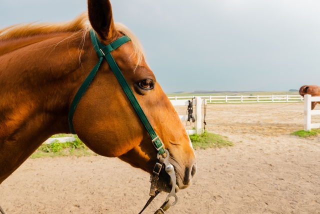 沖縄で体験できる乗馬の魅力とは！思い出に残る写真撮影プランもご紹介
