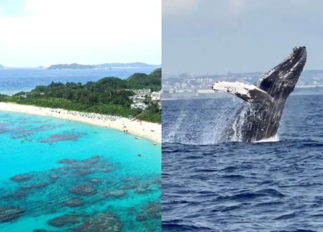 慶良間諸島　ホエールウォッチング