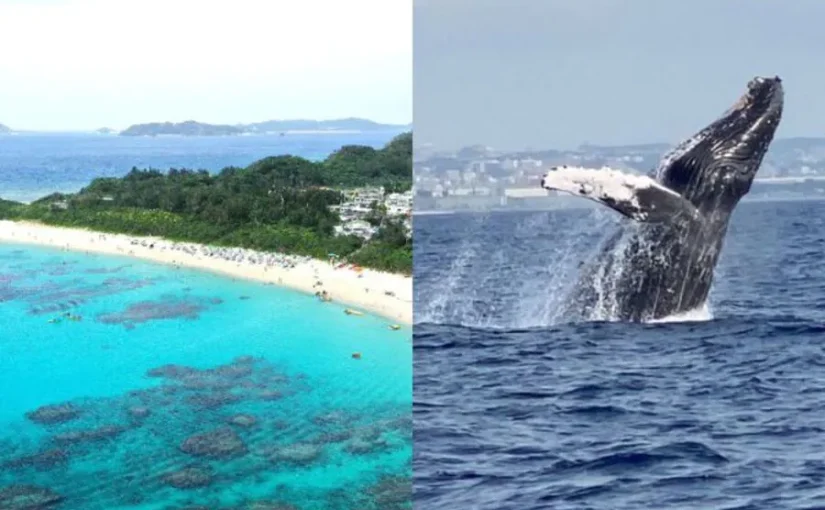 慶良間諸島　ホエールウォッチング