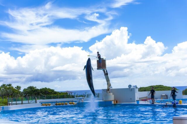 【那覇・北谷発/北部観光/ディナー付】観光バスツアー（Cコース）★美ら海水族館→古宇利島→御菓子御殿→万座毛→北谷アメリカンビレッジ→「シーフードハウス ピア54」ディナー