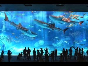 【那覇発/北部観光/ディナー付】観光バスツアー（Ａコース）★美ら海水族館→御菓子御殿→万座毛→琉球村→星野リゾート バンタカフェ→サムズにてディナー