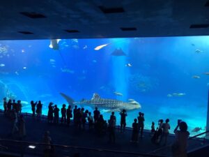 【那覇・北谷発/北部観光/ディナー付】観光バスツアー（Cコース）★美ら海水族館→古宇利島→御菓子御殿→万座毛→北谷アメリカンビレッジ→「シーフードハウス ピア54」ディナー