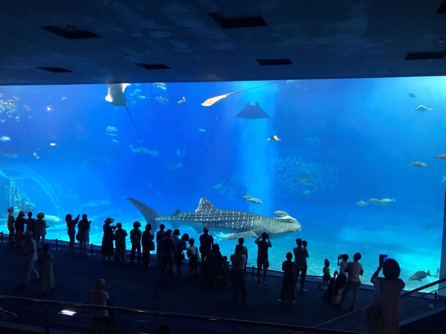 【那覇/北部観光/ディナー付】観光バスツアー（Cコース）★美ら海水族館→古宇利島→御菓子御殿→万座毛→北谷アメリカンビレッジ→「サムズ」ディナー（No.234）