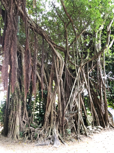 【沖縄の恵み】南国の風を感じる天然木 沖縄の恵み】南国の風を感じる天然木