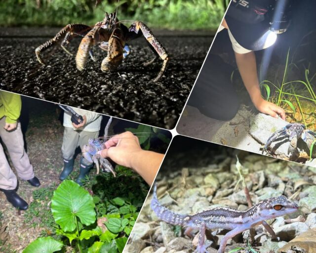 【沖縄南部/夜】ドキドキ！森のナイトツアーで夜行性の生き物を探しに行こう！《那覇から約30分でアクセス良好♪お子様連れの家族にもおすすめ☆》