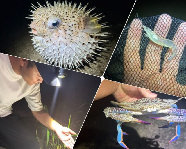 【沖縄南部/夜/冬季限定】1日2組限定☆夜の海でワクワクの生き物探しツアー！《瀬長島から車で約5分♪お子様連れの家族にもおすすめ》