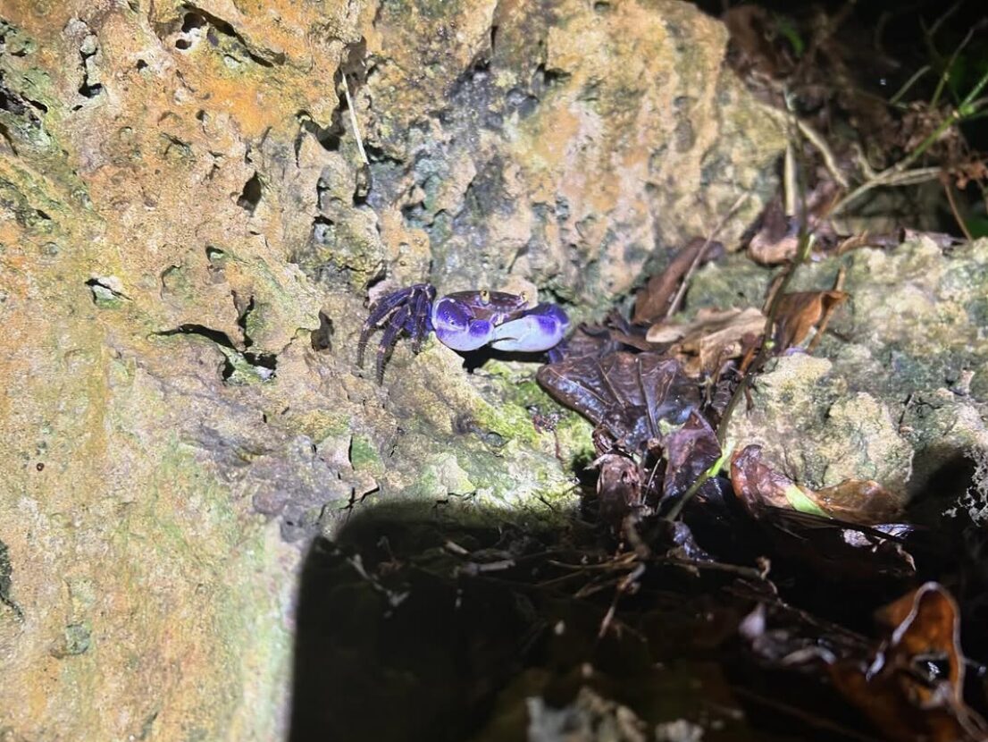 【沖縄南部/夜】ドキドキ！森のナイトツアーで夜行性の生き物を探しに行こう！《那覇から約30分でアクセス良好♪お子様連れの家族にもおすすめ☆》（No.255）