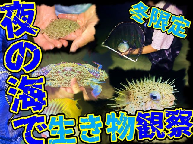 【沖縄南部/夜/冬季限定】1日2組限定☆夜の海でワクワクの生き物探しツアー！《瀬長島から車で約5分♪お子様連れの家族にもおすすめ》（No.254）