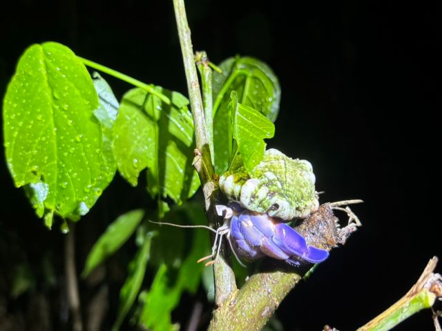 【沖縄南部/夜】ドキドキ！森のナイトツアーで夜行性の生き物を探しに行こう！《那覇から約30分でアクセス良好♪お子様連れの家族にもおすすめ☆》（No.255）