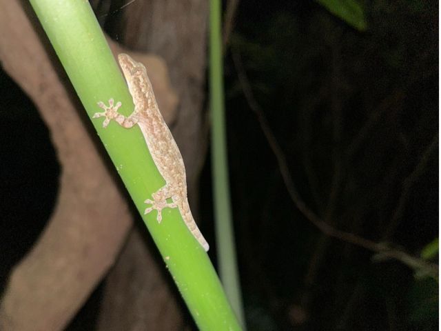 【沖縄南部/夜】ドキドキ！森のナイトツアーで夜行性の生き物を探しに行こう！《那覇から約30分でアクセス良好♪お子様連れの家族にもおすすめ☆》（No.255）