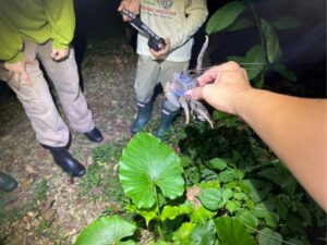 【沖縄南部/夜】ドキドキ！森のナイトツアーで夜行性の生き物を探しに行こう！《那覇から約30分でアクセス良好♪お子様連れの家族にもおすすめ☆》