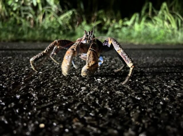 夜間導覽