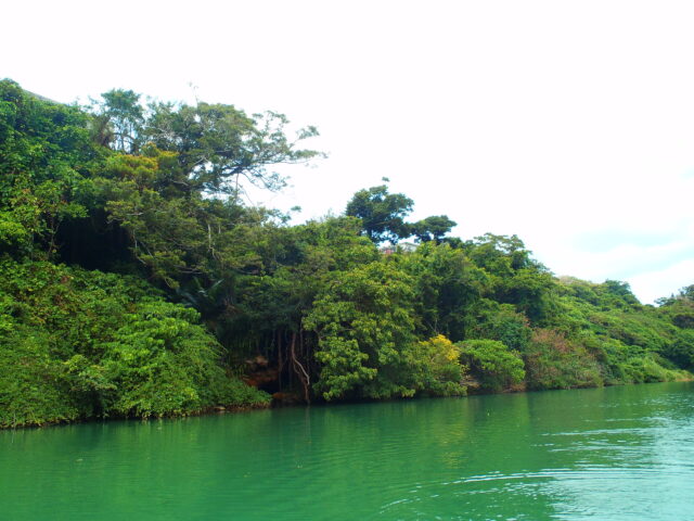 沖縄の比謝川に自生するマングローブ