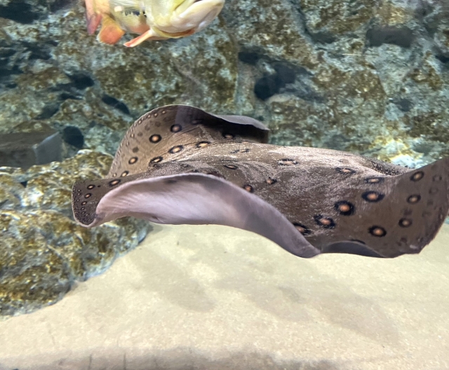 DMMかりゆし水族館