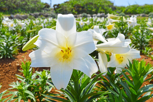 観光バス　伊江島