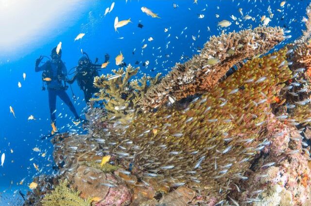 伊江島 ダイビング