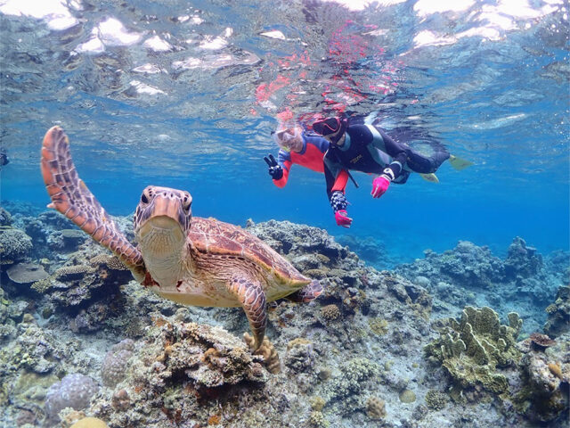 ウミガメ、シュノーケリング、チービシ諸島でクルージング