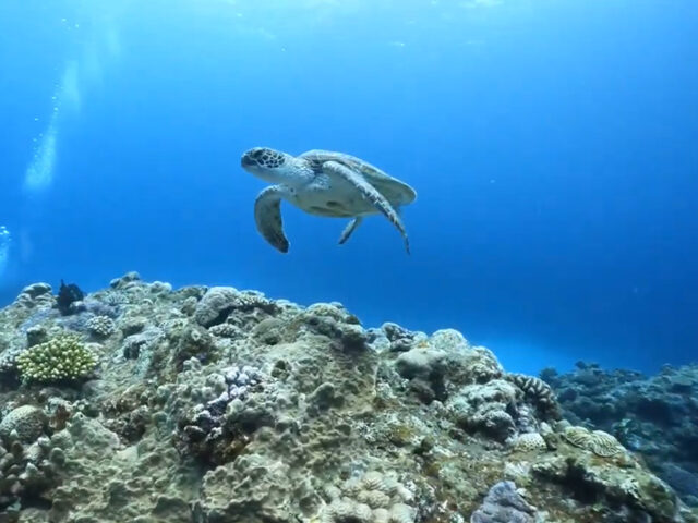 シュノーケリング、チービシ諸島、ウミガメ