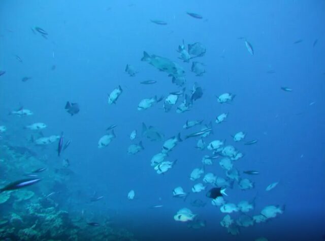 クルーズ　水中観光船