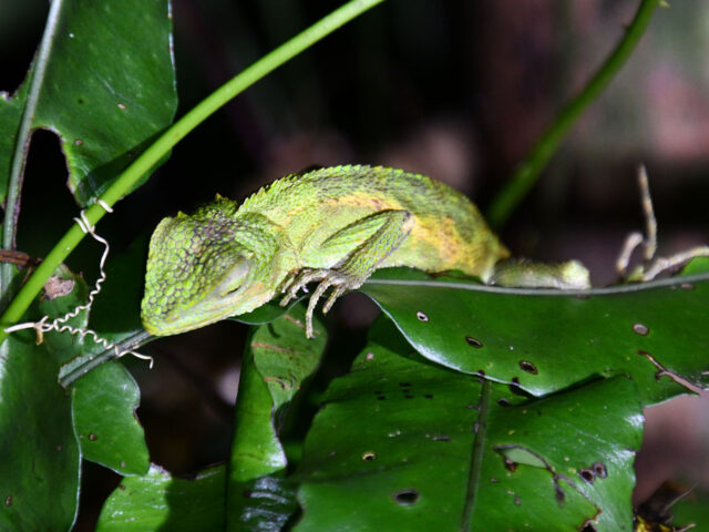 大宜味村・・やんばるの森ナイトツアー、居眠り中のキノボリトカゲ