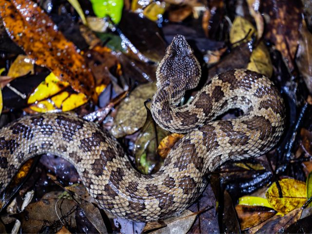 【沖縄・東村】神秘のやんばるナイトツアー☆眠るヤンバルクイナや光る虫たちのファンタジーの世界へ大冒険！《写真プレゼント・ガイド解説付き》（No.283）