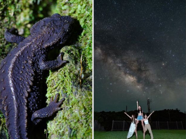 【沖縄・東村】神秘のやんばるナイトツアー☆眠るヤンバルクイナや光る虫たちのファンタジーの世界へ大冒険！《写真プレゼント・ガイド解説付き》（No.283）
