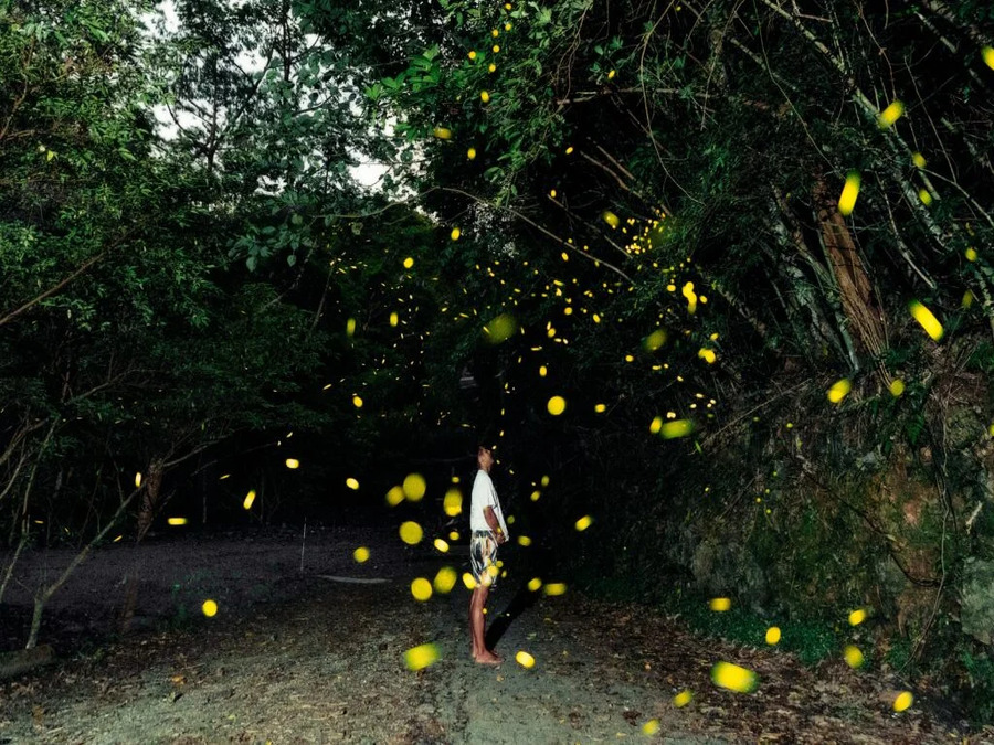 【沖縄北部/夜】5月中旬～7月中旬限定！やんばる世界自然遺産の森『ホタルナイトツアー』イルミネーションならぬホタミネーション♪《写真撮影付き》　（No.741）