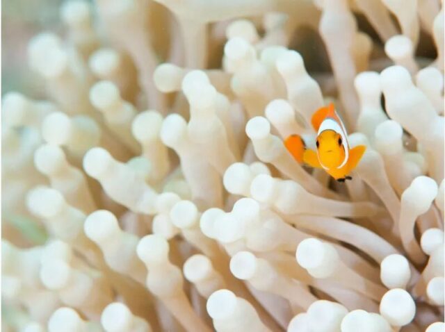 浅瀬 シュノーケリング 初心者