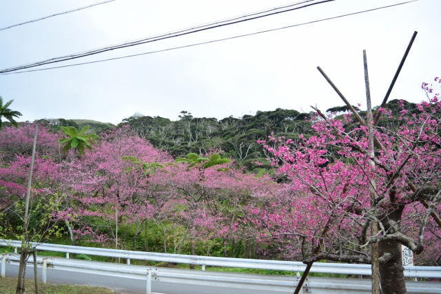 沖縄の桜はいつが見頃？日本一早い沖縄の桜祭りや名所をご紹介