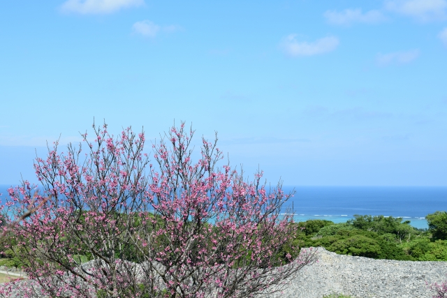 沖縄の桜はいつが見頃？日本一早い沖縄の桜祭りや名所をご紹介