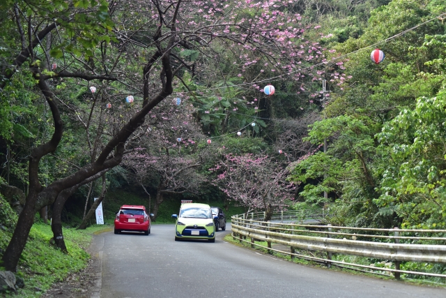 沖縄の桜はいつが見頃？日本一早い沖縄の桜祭りや名所をご紹介