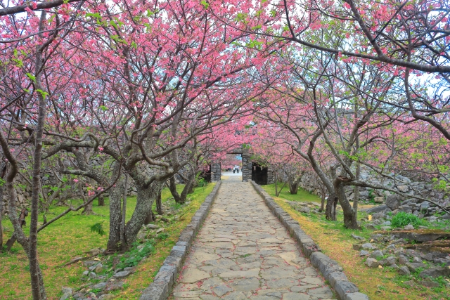 沖縄の桜はいつが見頃？日本一早い沖縄の桜祭りや名所をご紹介