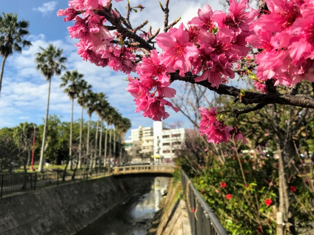 沖縄の桜はいつが見頃？日本一早い沖縄の桜祭りや名所をご紹介