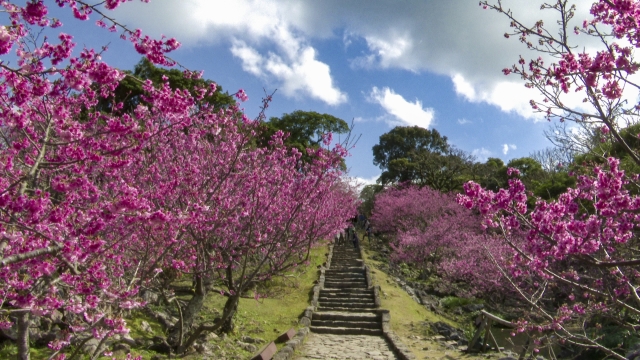 沖縄の桜はいつが見頃？日本一早い沖縄の桜祭りや名所をご紹介