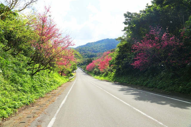 沖縄の桜はいつが見頃？日本一早い沖縄の桜祭りや名所をご紹介