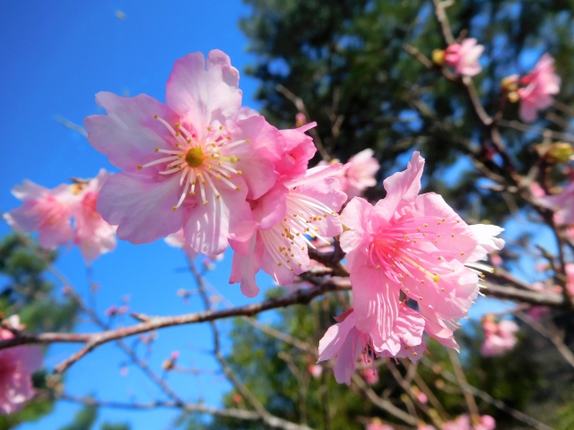 沖縄の桜はいつが見頃？日本一早い沖縄の桜祭りや名所をご紹介