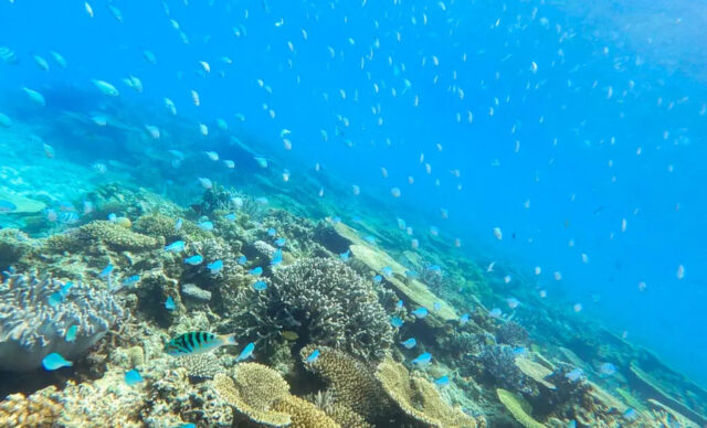 シュノーケリングで見れる熱帯魚